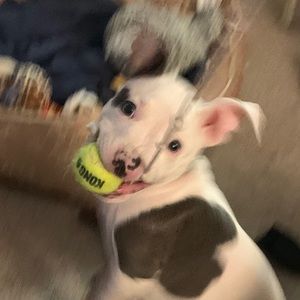 Meet your Posher, Paige